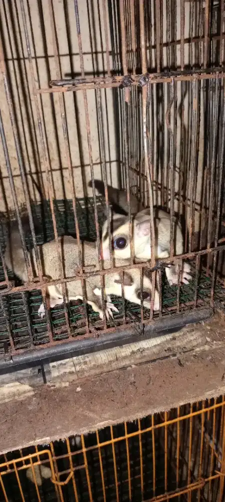 SUGAR GLIDER WHITE FACE SEPASANG INDUKAN