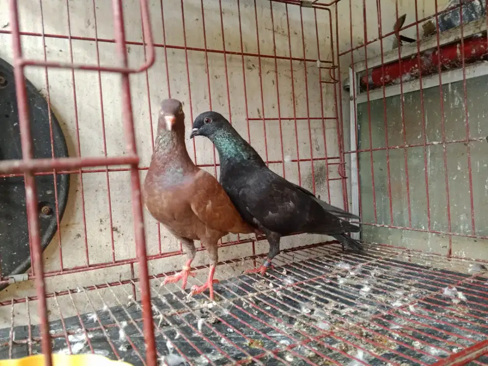 burung dara sepasang disrengseng sawah