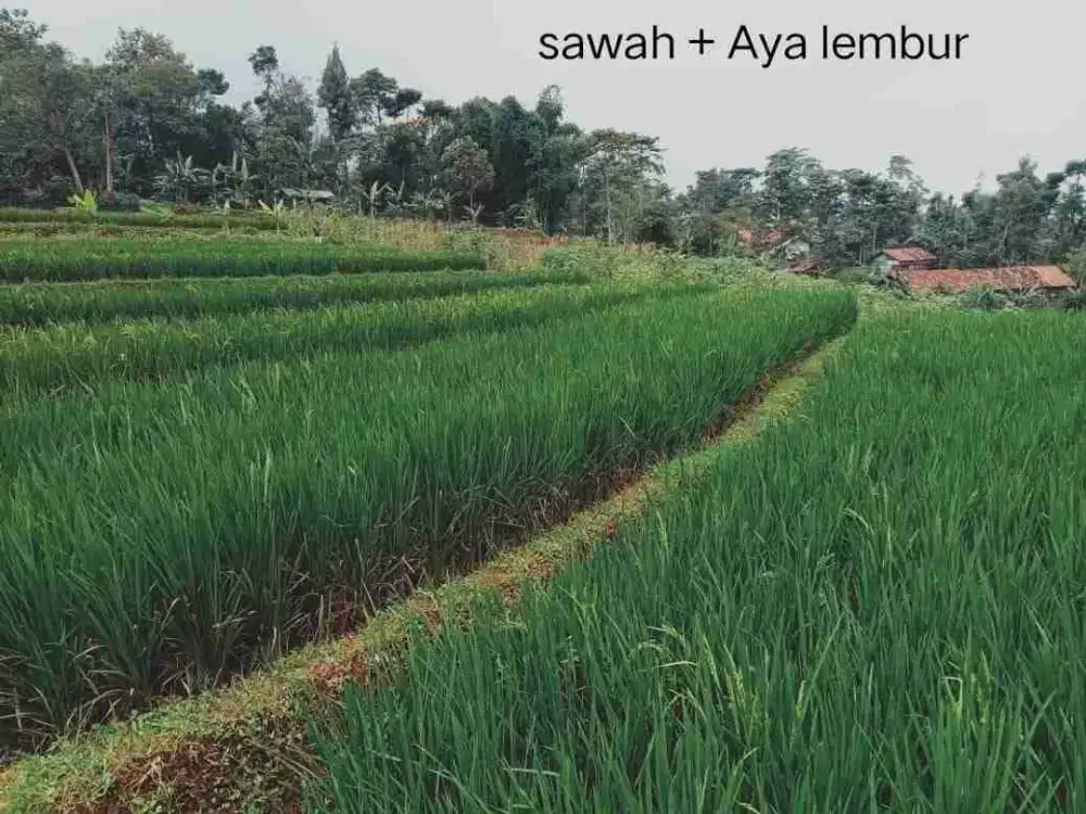 JUAL CEPAT TANAH MURAH PUNYA MATA AIR SENDIRI
