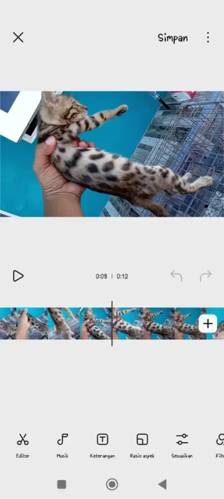 Kitten kucing 3 bulan