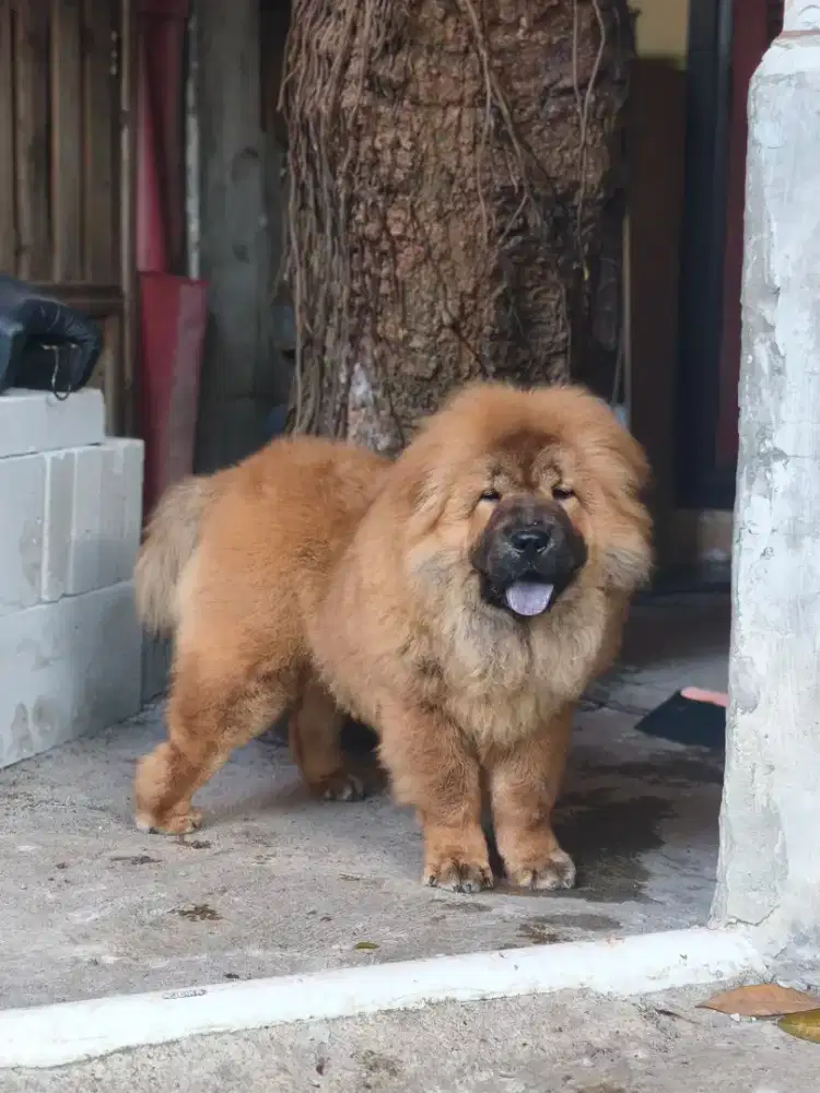 Chow-chow betina 7 bulan