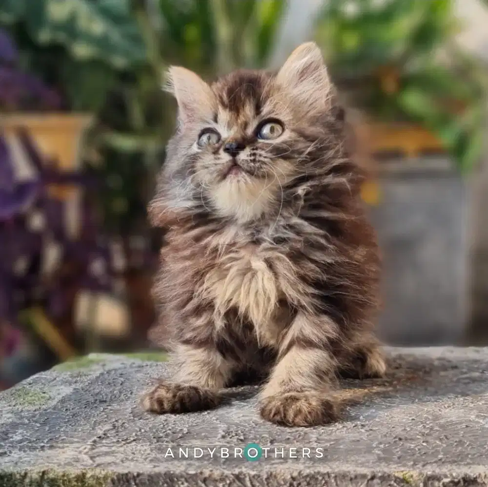 LEPAS ADOPSI Kucing Kitten Persia Flatnose x Peaknose Longhair Tabby
