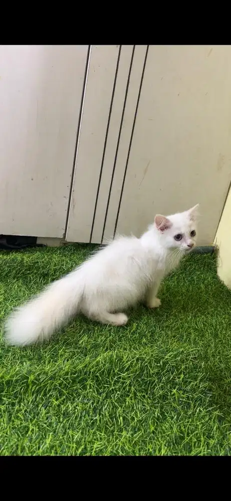 Kucing persia longhair