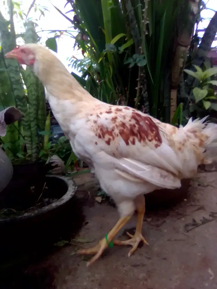Ayam Betina Bangkok putih