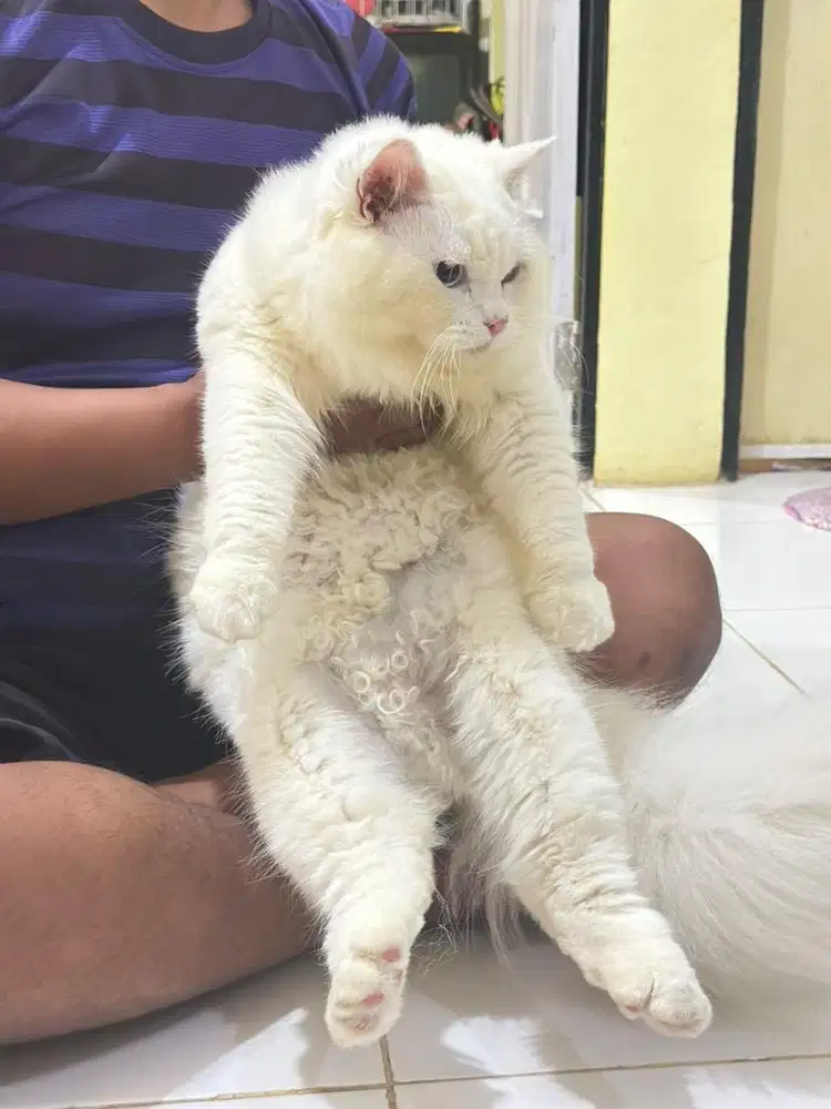 Persia super longhair bigbon jos bisa nilai kualitasnya sdh vaksin