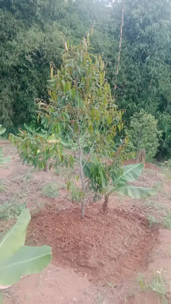 lahan tanah/kebun Durian,pisang GalpenisLuas 7892mtr².
