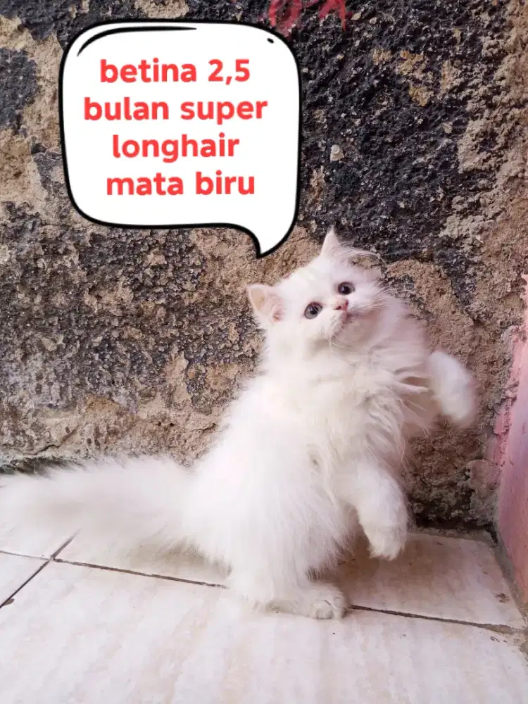 Kucing Persia bigbone