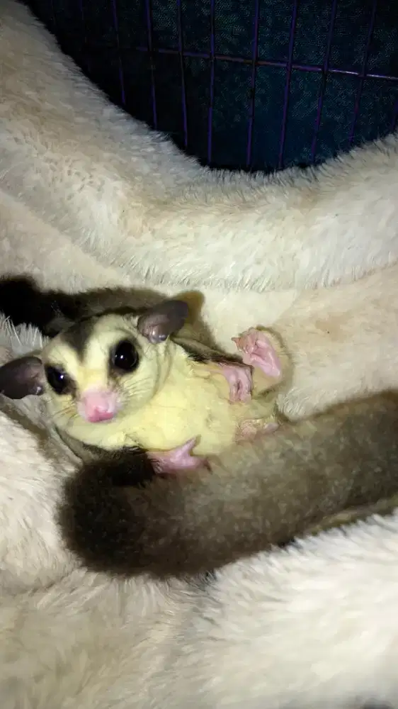 Sugar glider white face sepasang + 2pouch +1 travel poucj
