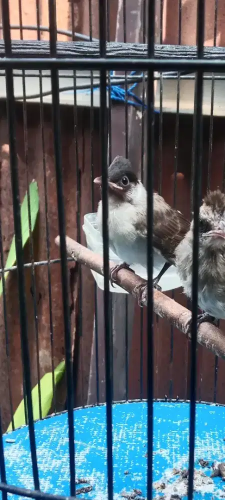 Burung kutilang jatim