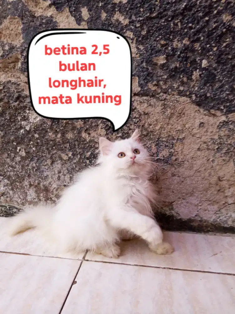 Kucing Persia medium