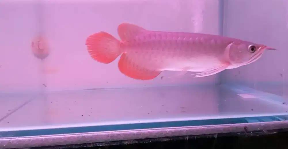 Arwana super red 25cm