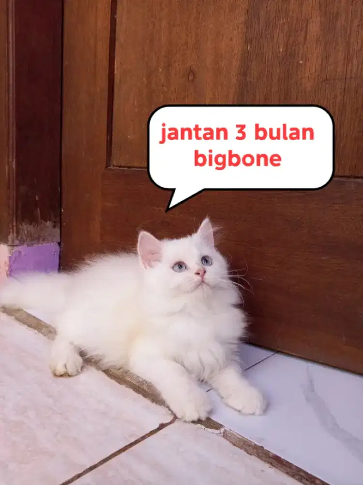 Kucing Persia medium