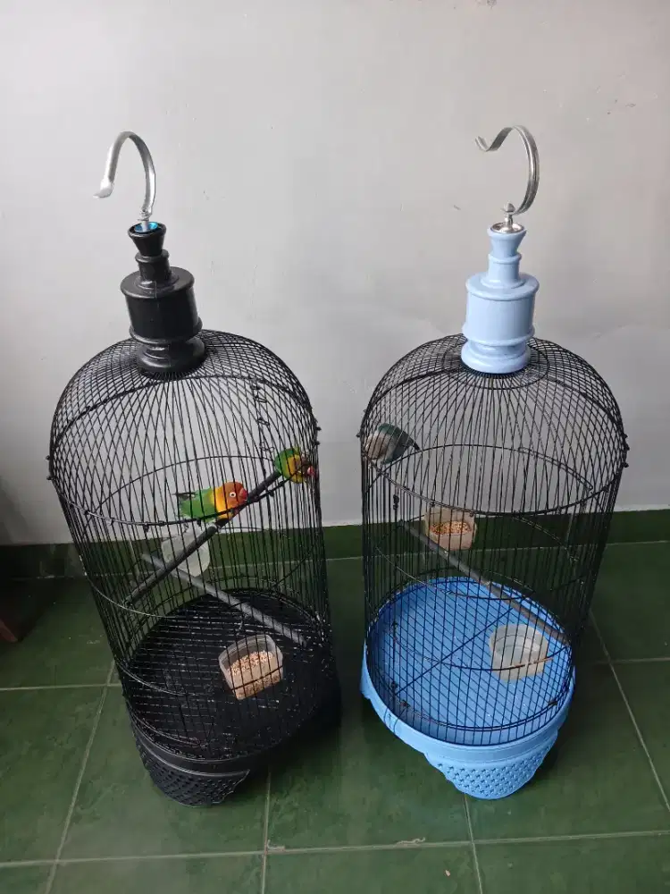 3 burung lovebird fulset
