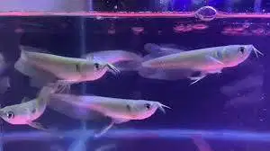 Hiasan Aquarium Arwana Silver murah