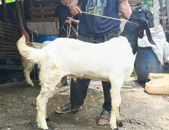 kambing jantan kiloan 40kiloUP timbang hidup siap qurban 2026 manteb