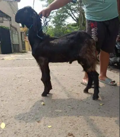 kambing jantan kiloan 40kiloUP timbang hidup siap qurban 2026 manteb