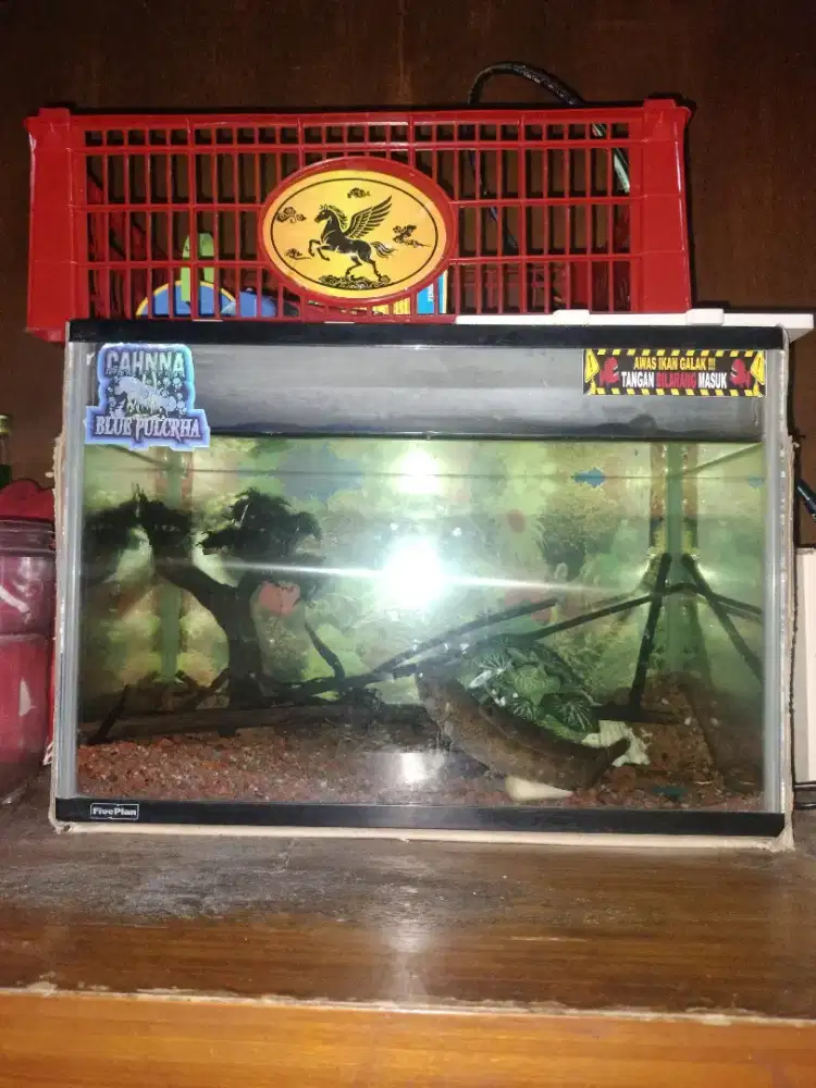 Ikan channa blue pulchra