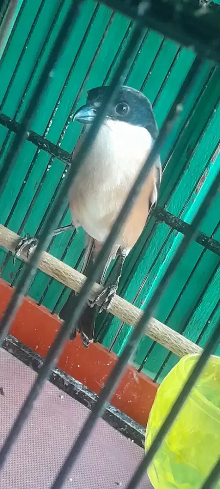 Buryng cendet pilis