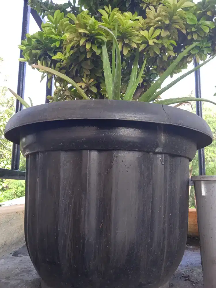 Jual bunga untuk taman