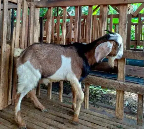 kambing aqiqah kiloan 40kiloUP timbang hidup siap akikah 2026 jamin ok