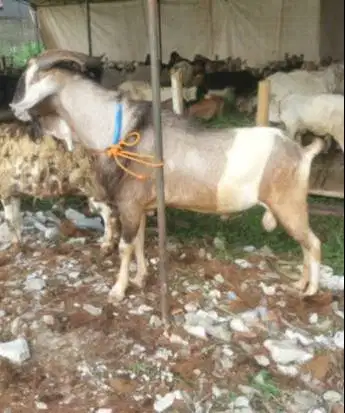 kambing aqiqah kiloan 40kiloUP timbang hidup siap akikah 2026 jamin ok