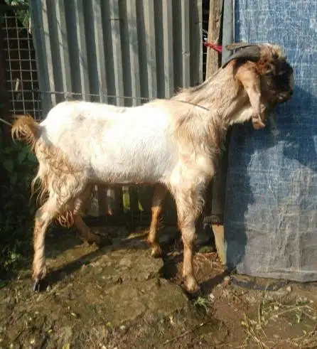 kambing qurban kiloan 40kiloUP timbang hidup siap kurban 2026 jamin ok
