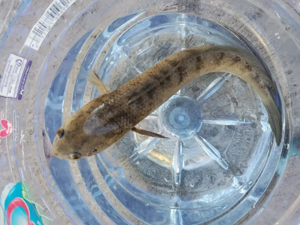 Channa striata Ikan gabus khutuk 30cm keatas bukan untuk konsumsi