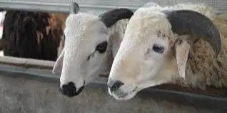 Hewan Qurban, kambing Qurban, Domba Qurban