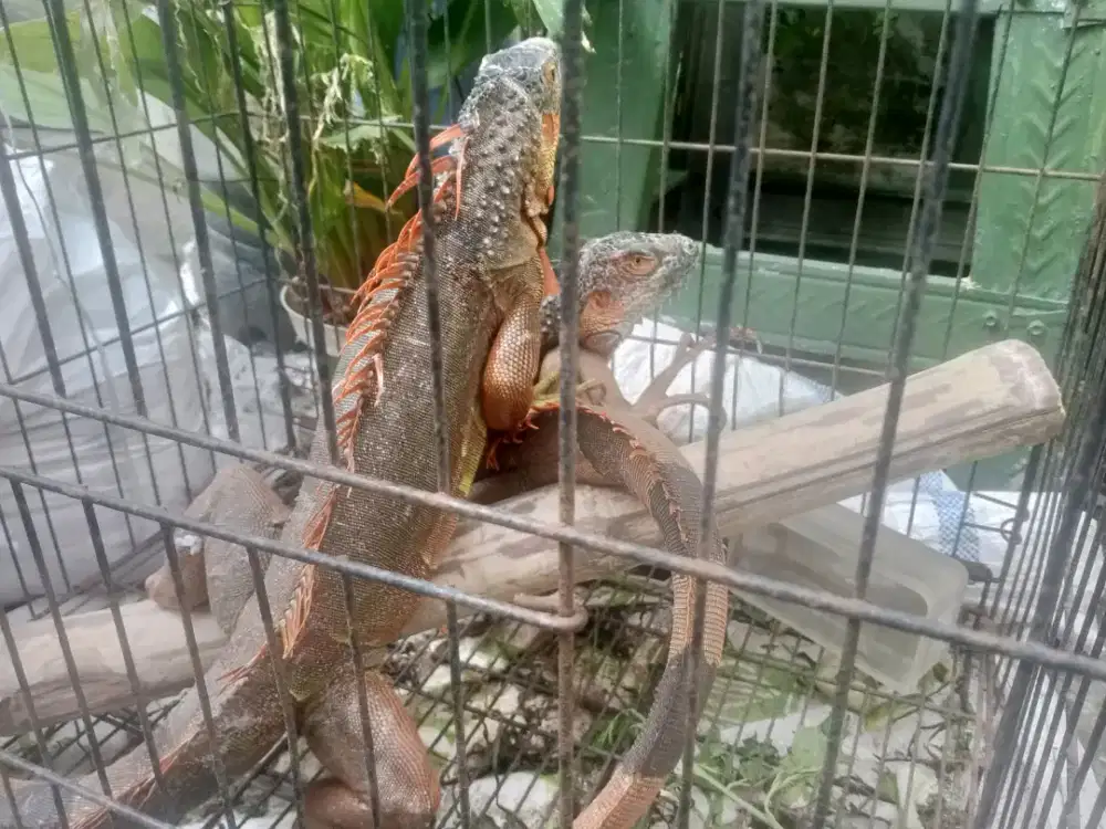 Iguana orange besar