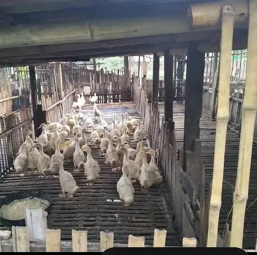 Menjual bebek Peking,entok,dan menila