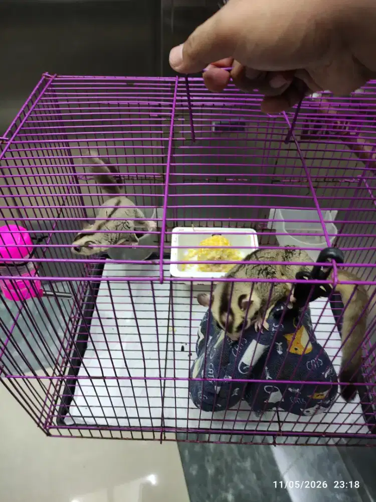 SUGAR GLIDER 2 EKOR