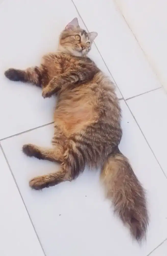 Kucing Persia Betina usia 4 bulan