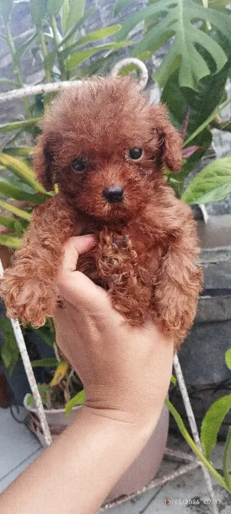 Toy poodle jantan dan betina bogor