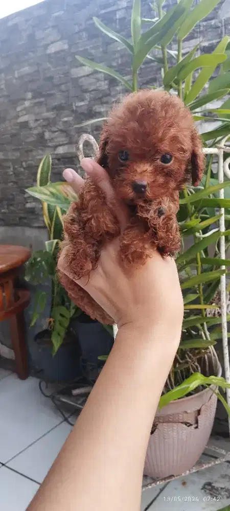 Tiny poodle bogor