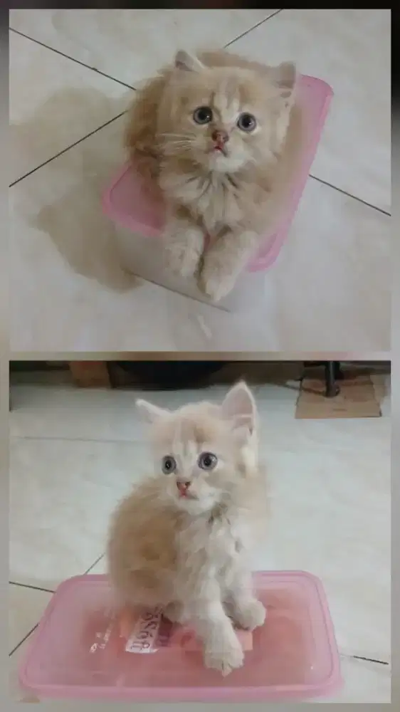 Open adop kitten Persia medium umur 2 bln