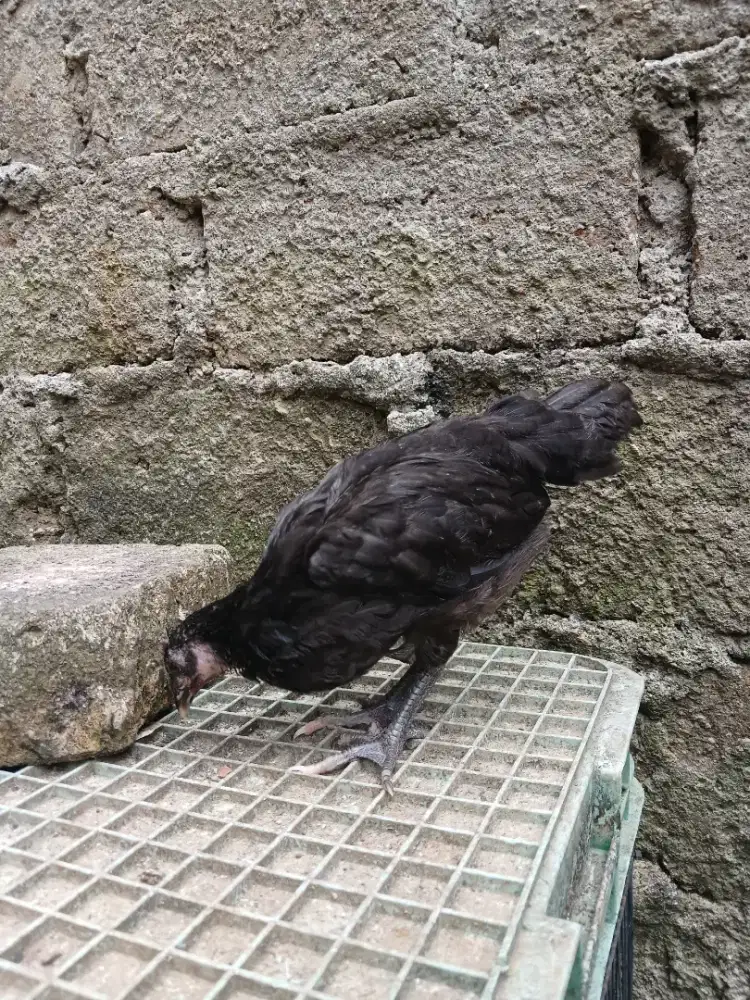 Anak Ayam Hitam