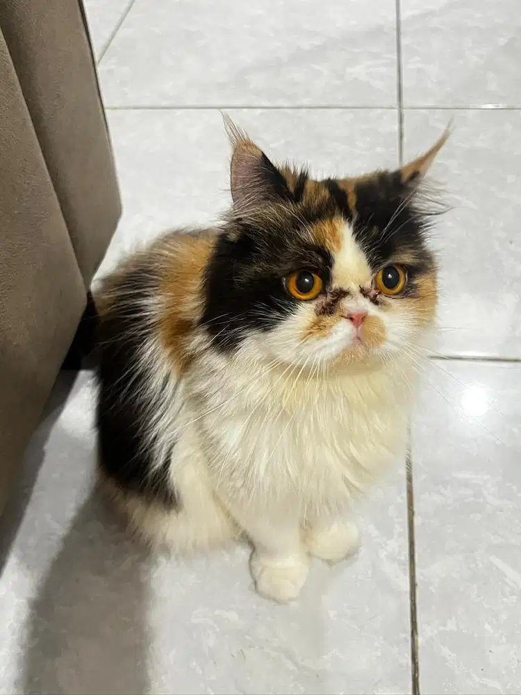 Calico, u call me Cyla
