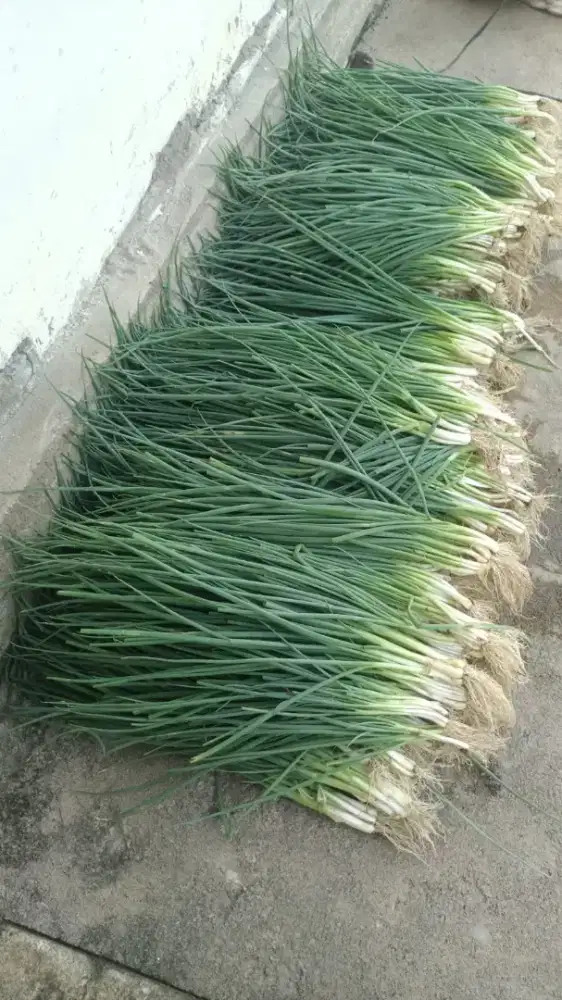 Daun bawang segar