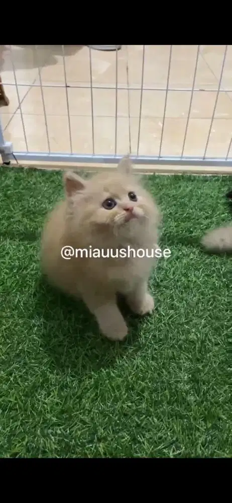 KITTEN PERSIA LONGHAIR