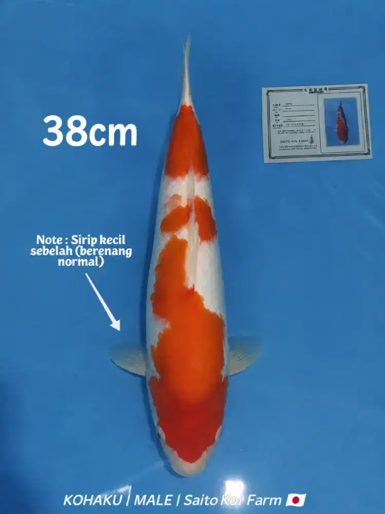 Koi Kohaku Import Saito Koi Farm bersertifikat M37cm Jantan beni halus
