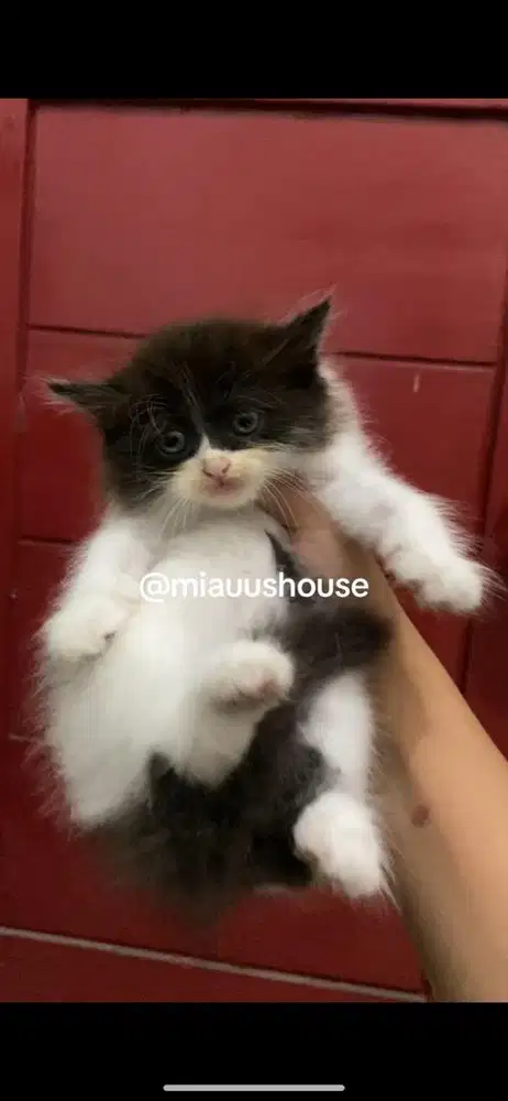 KITTEN PERSIA LONGHAIR