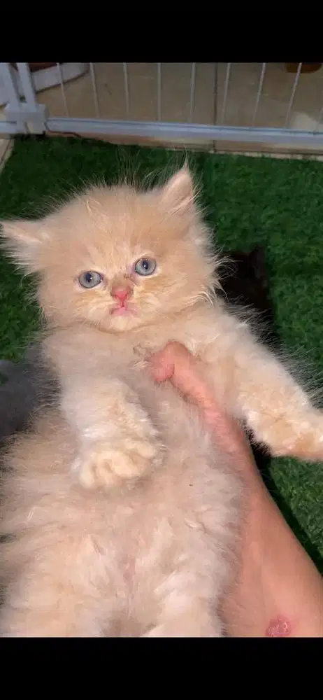 KITTEN PERSIA LONGHAIR