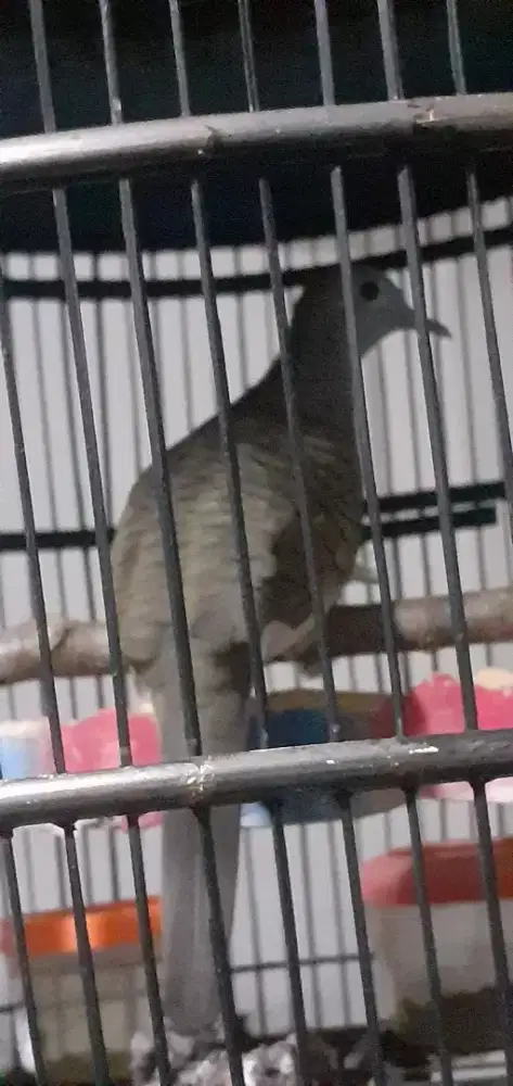 Burung perkutut bangkok umr 4bln suara enak tinggal neruskan