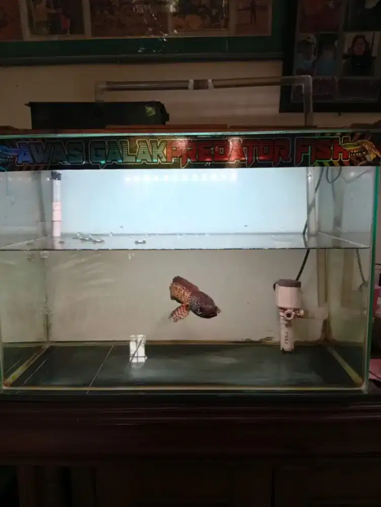 Ikan chana uk. 45 cm, 27 cm sehat dan menggemaskan