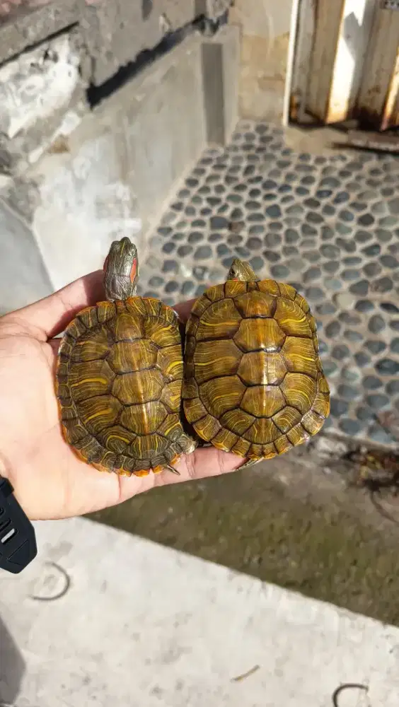Kura Kura Brazil Medium