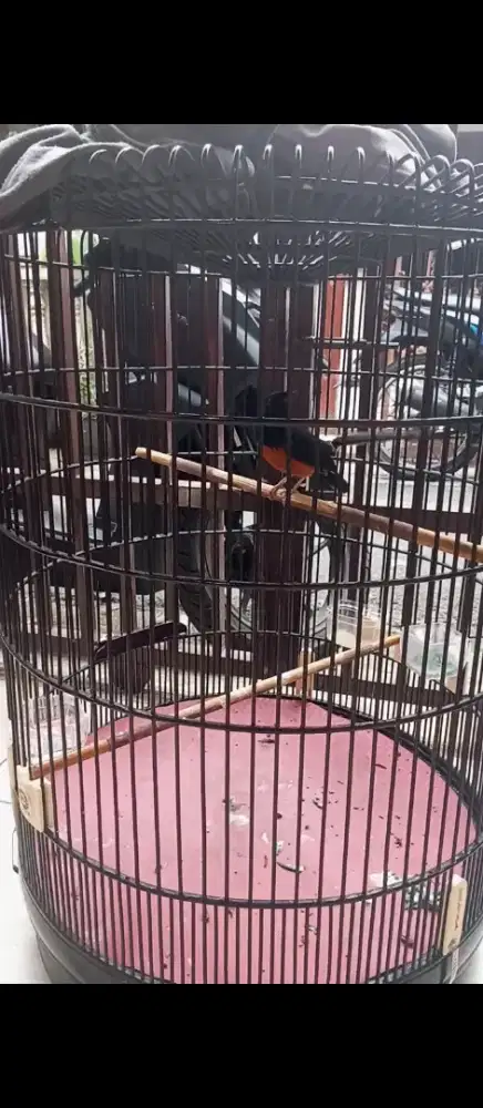 Burung murai batu