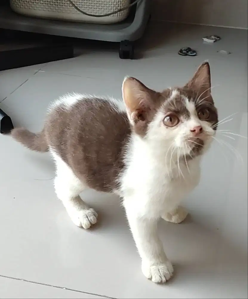 British Shorthair Munchkin NS Jantan Bico Cinnamon