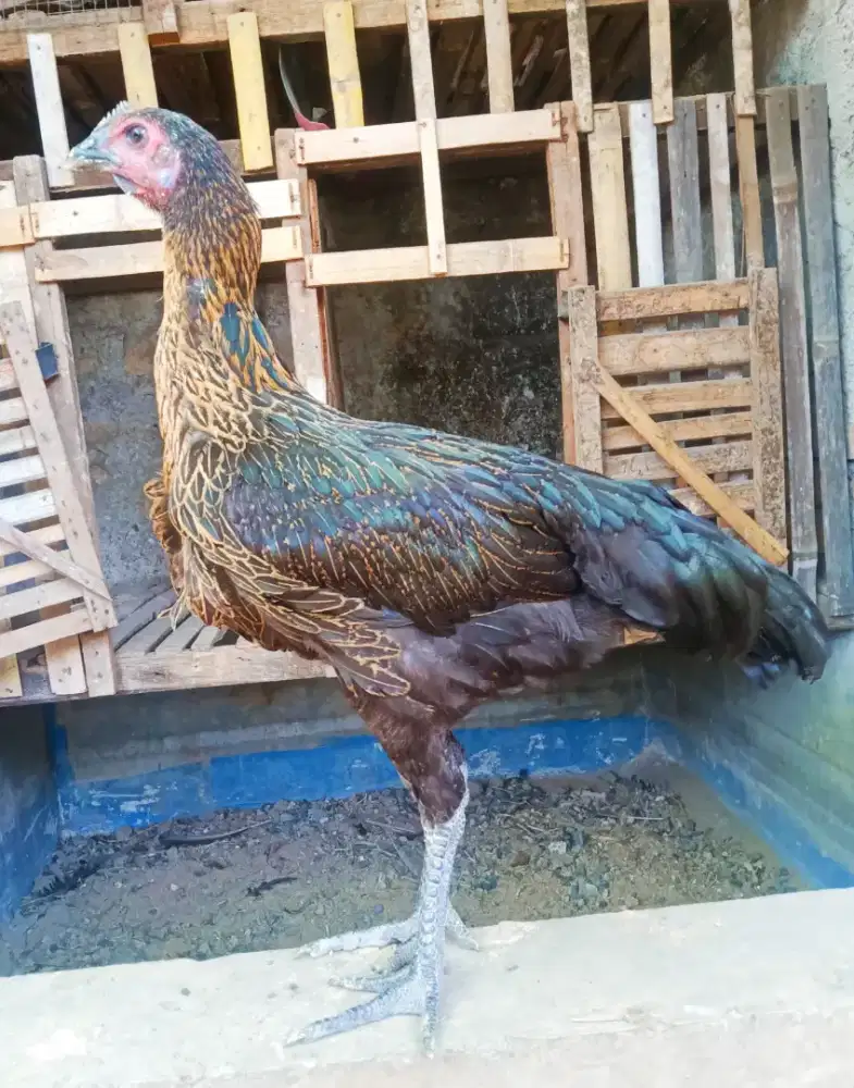 AYAM PELUNG BETINA