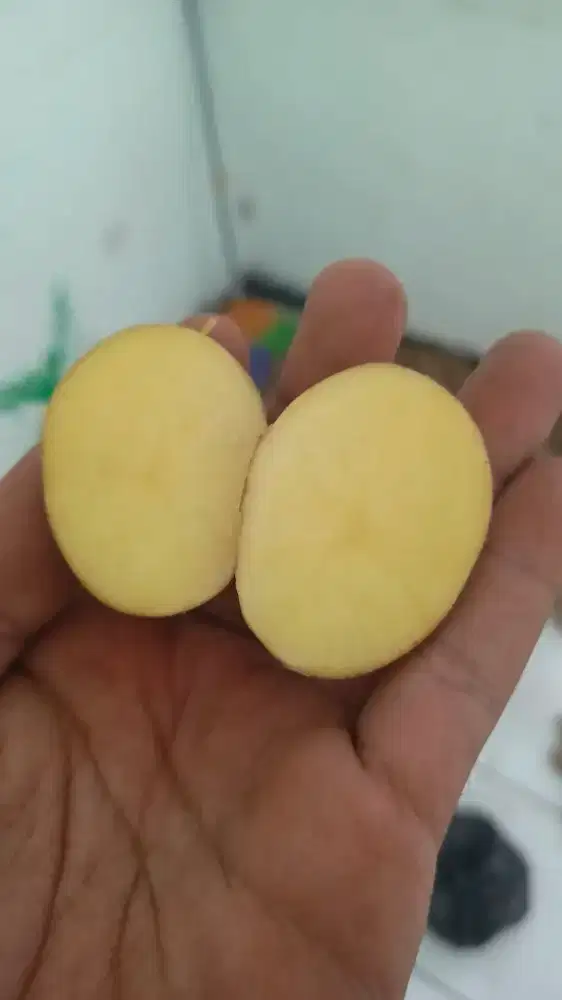 KENTANG DIENG (KENTANG KUNING)
