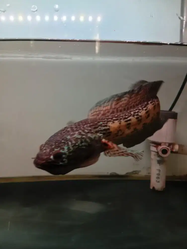 Ikan chana uk. 45 cm, 27 cm sehat dan menggemaskan